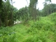 竹東-燥樹排美農地